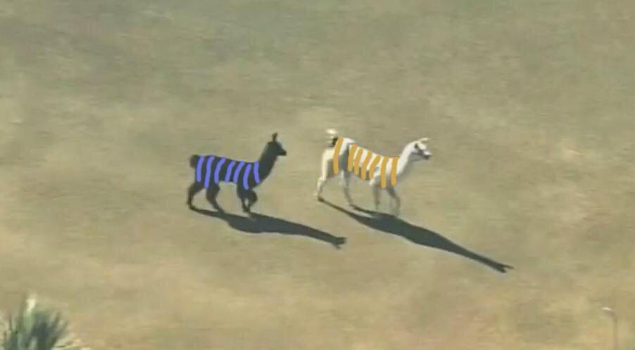 A black llama in blue stripes and a white llama in golden stripes